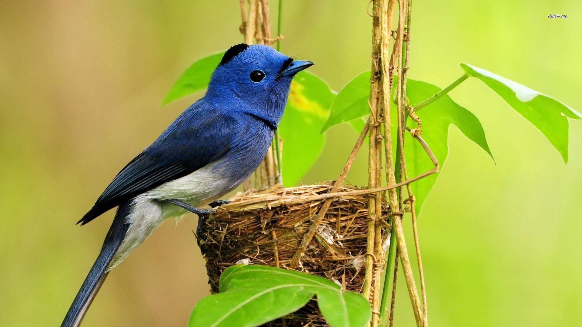 Animals For > Blue Bird Wallpaper