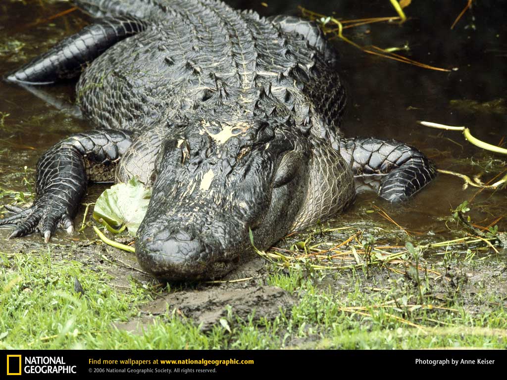 American Alligator Picture, American Alligator Desktop Wallpaper