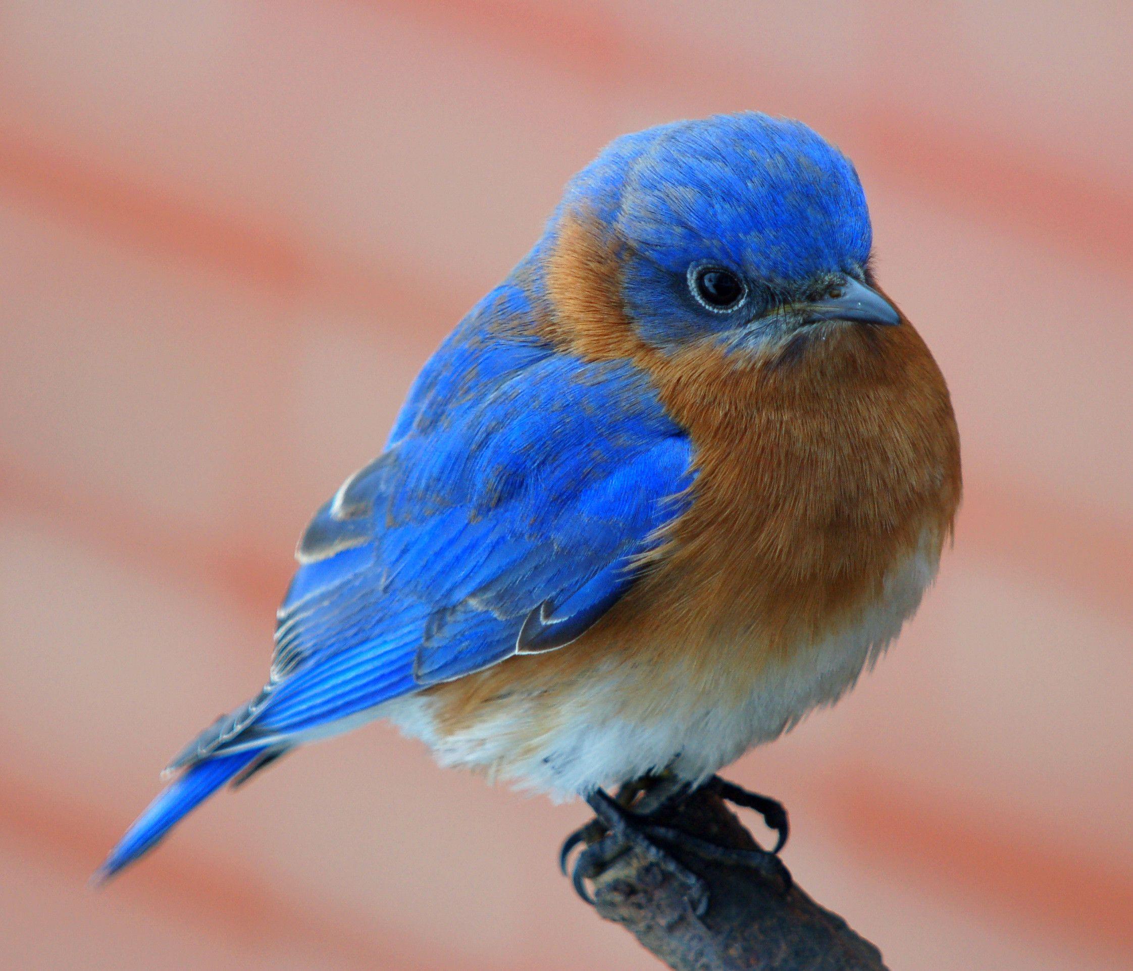 AmazingPict.com. Blue Bird HD Wallpaper