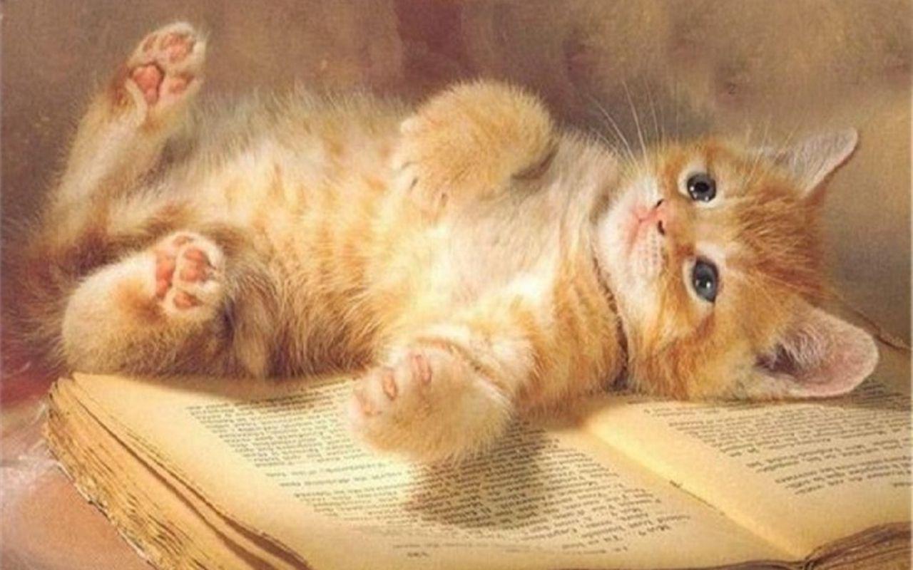 Cute Kitten Wallpaper