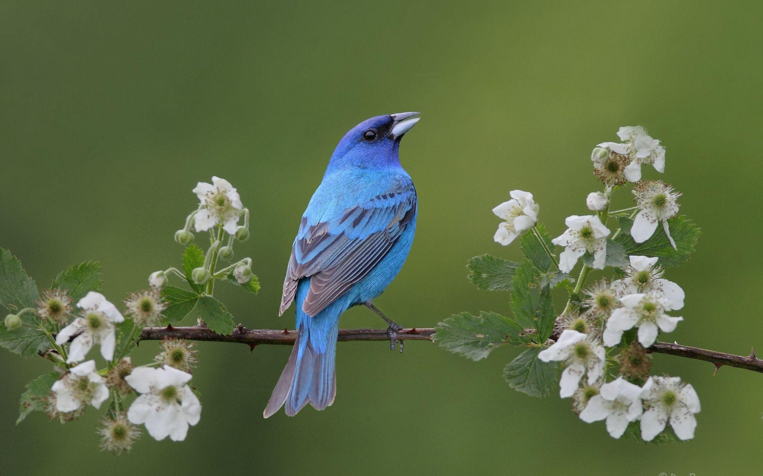 Blue Bird Wallpaper HD Wallpaper: 40