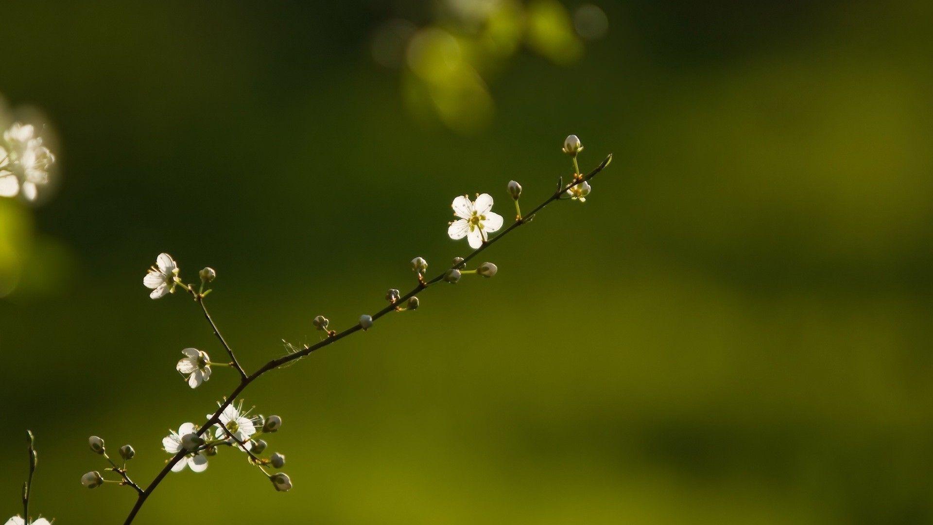 Beautiful Branch Of Flower tree HD wallpaper. HD Wallpaper