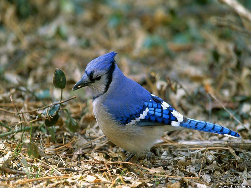 Free Cool Wallpaper: blue jay wallpaper