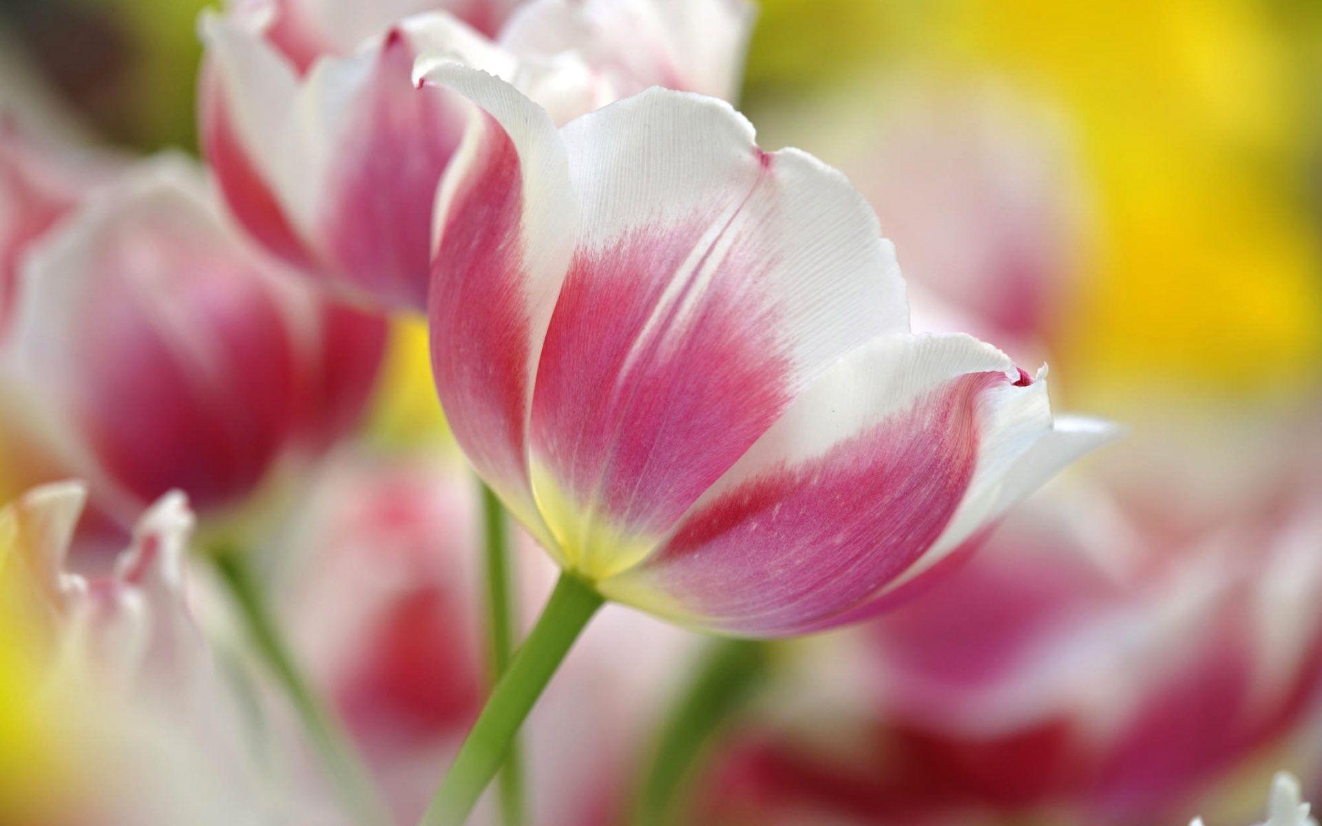 Free Tulip Background Wallpaper