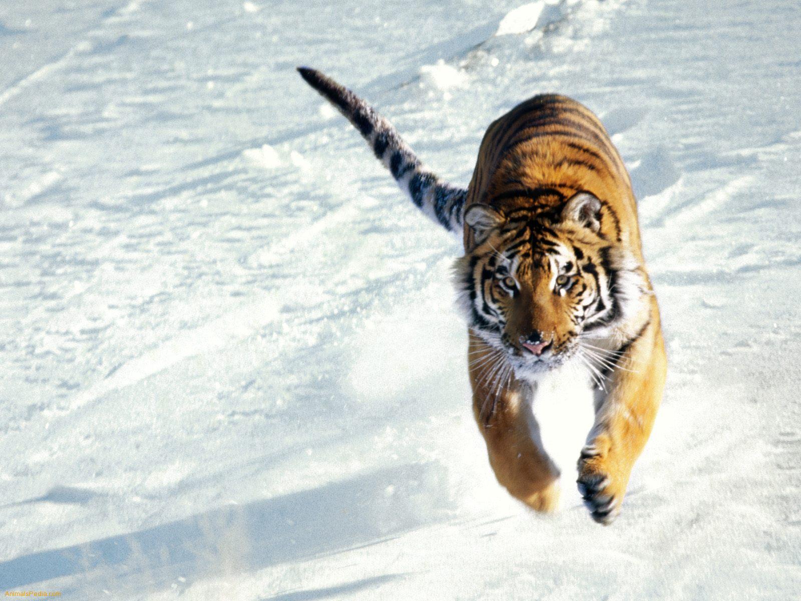 Siberian Tiger Wallpaper Wallpaper Inn