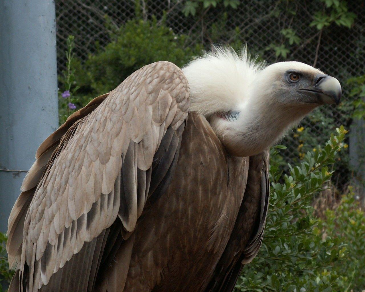 griffon vulture wallpaper