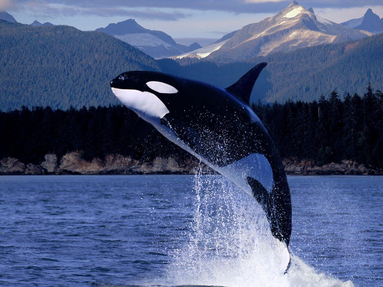 Orca HD wallpaper