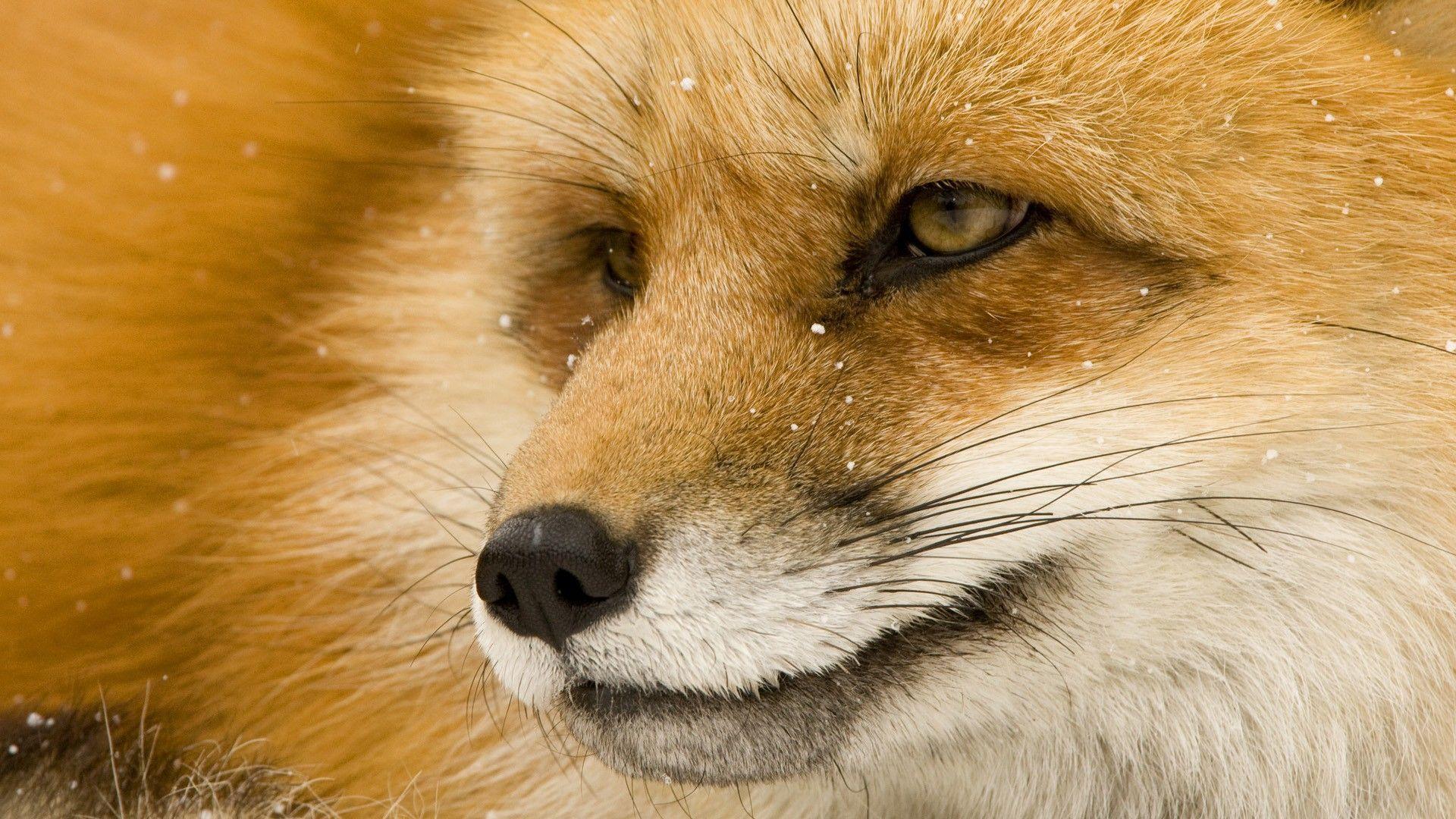 Download Red Fox Wallpaper 1920x1080