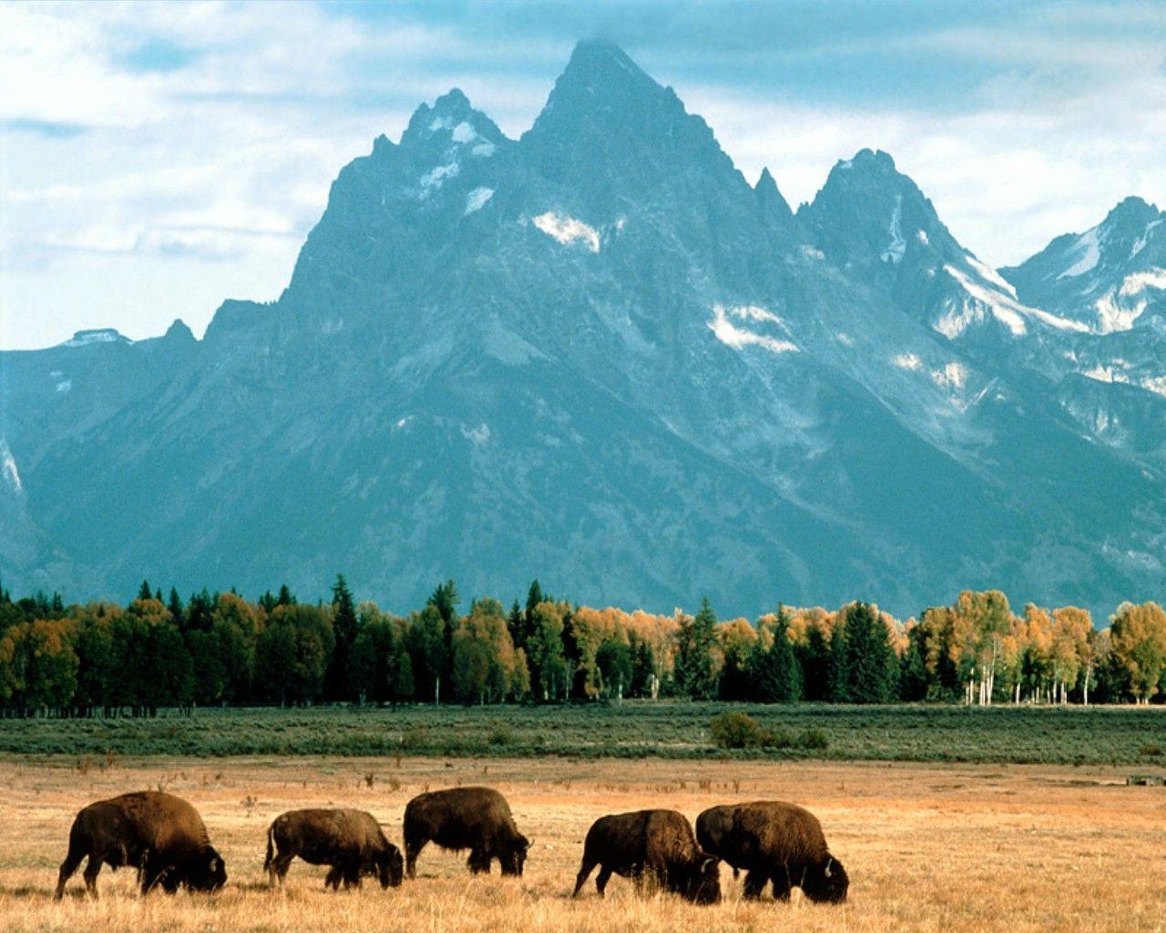 american bison wallpaper Search Engine