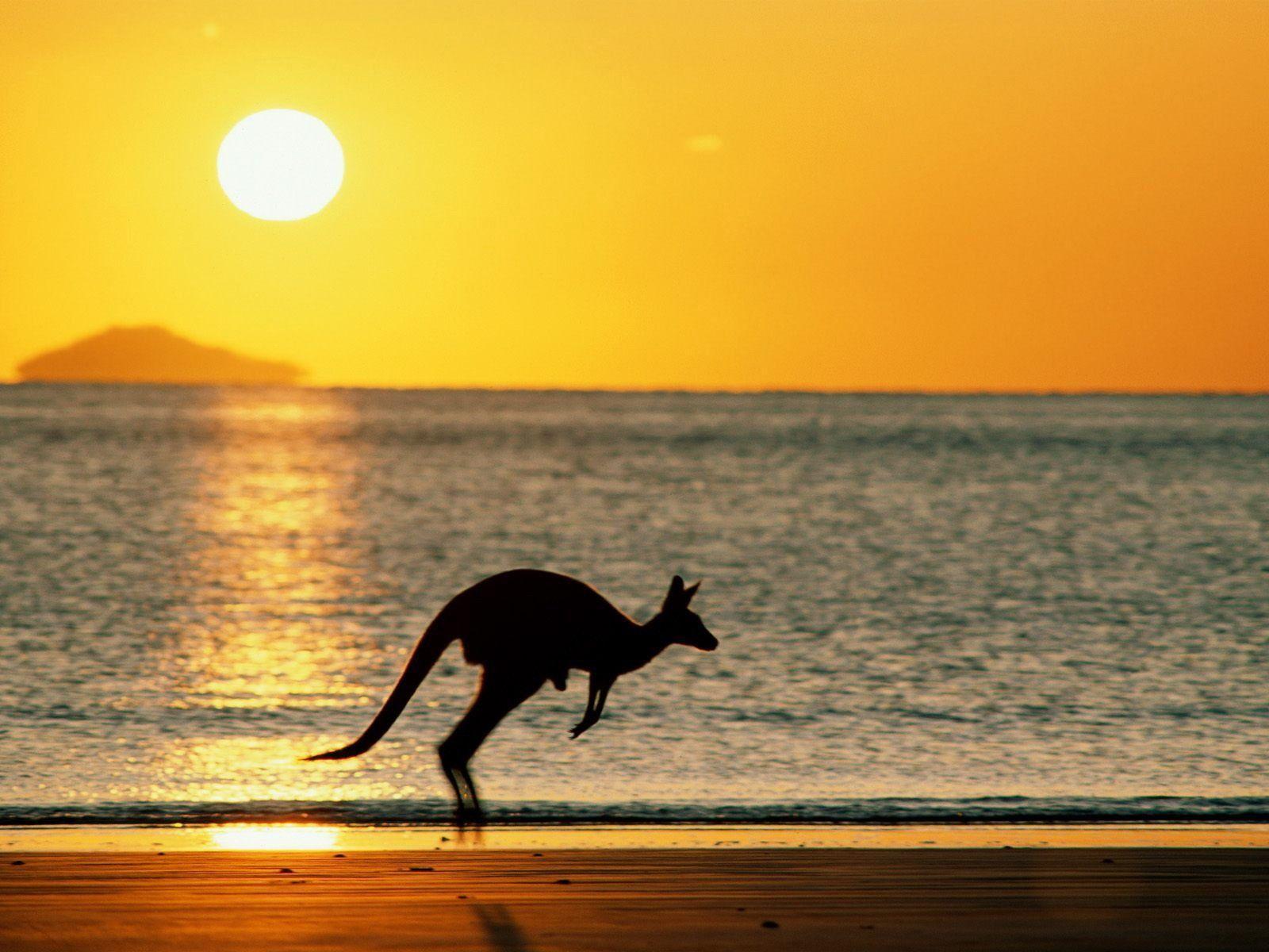 Download Kangaroo Wallpaper 1600x1200. Full HD Wallpaper