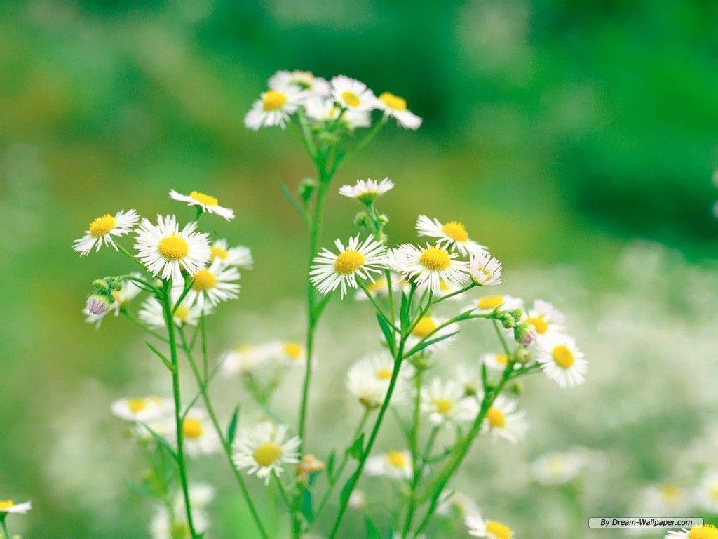 Free Wallpaper Flower wallpaper wallpaper