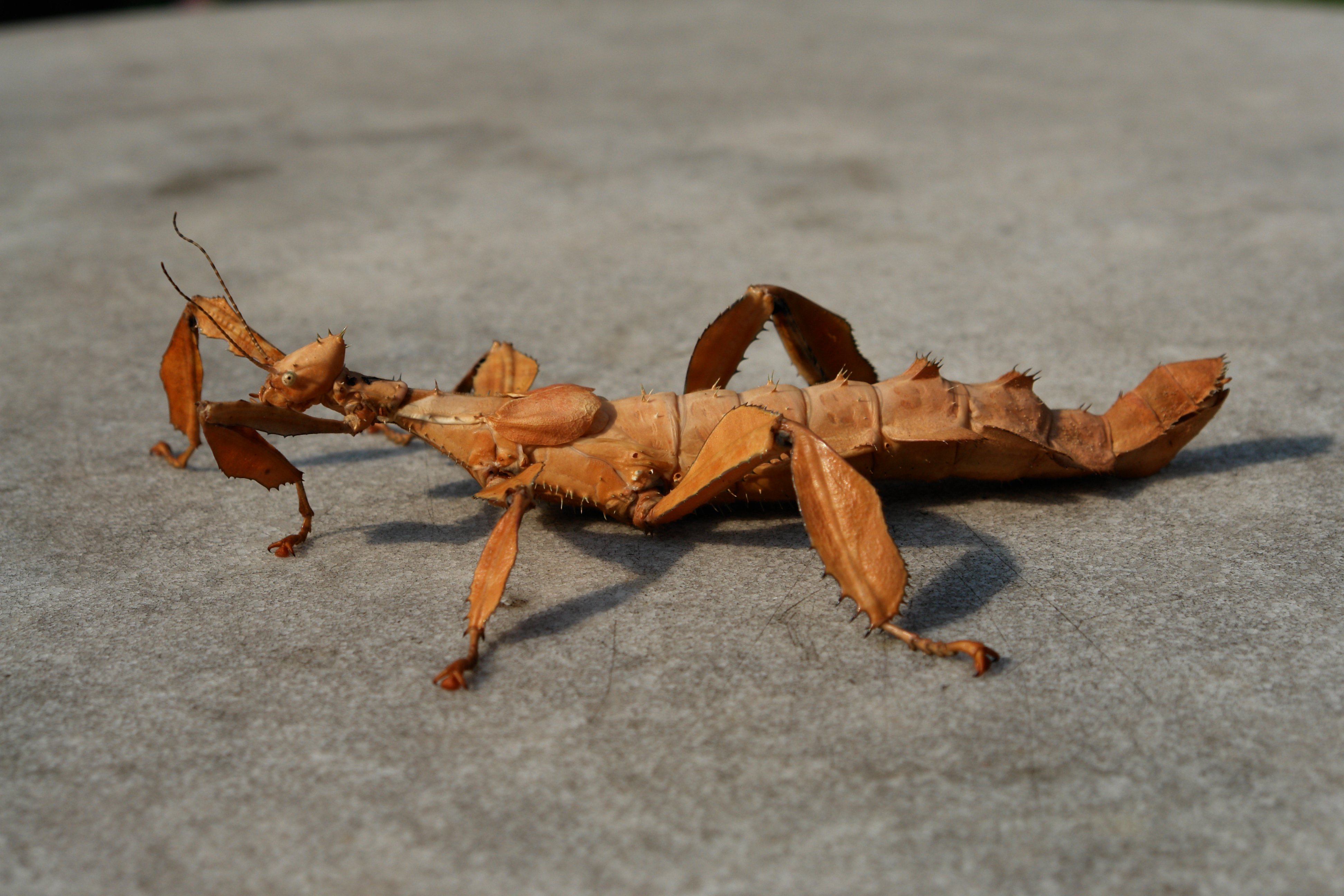 Animal Giant Spiny Stick Insect 4k