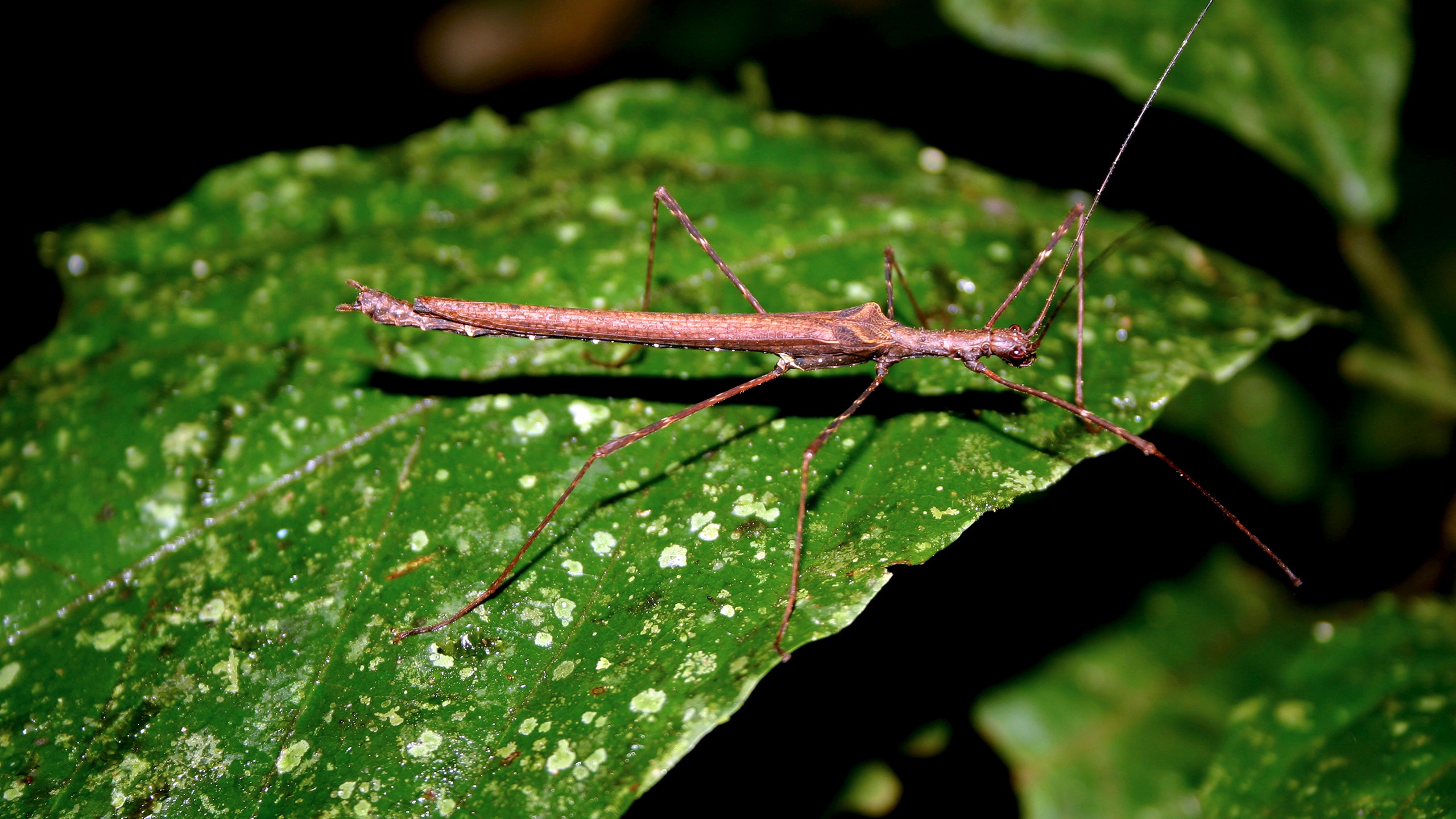 Why Stick Insects Might Be Into Birds