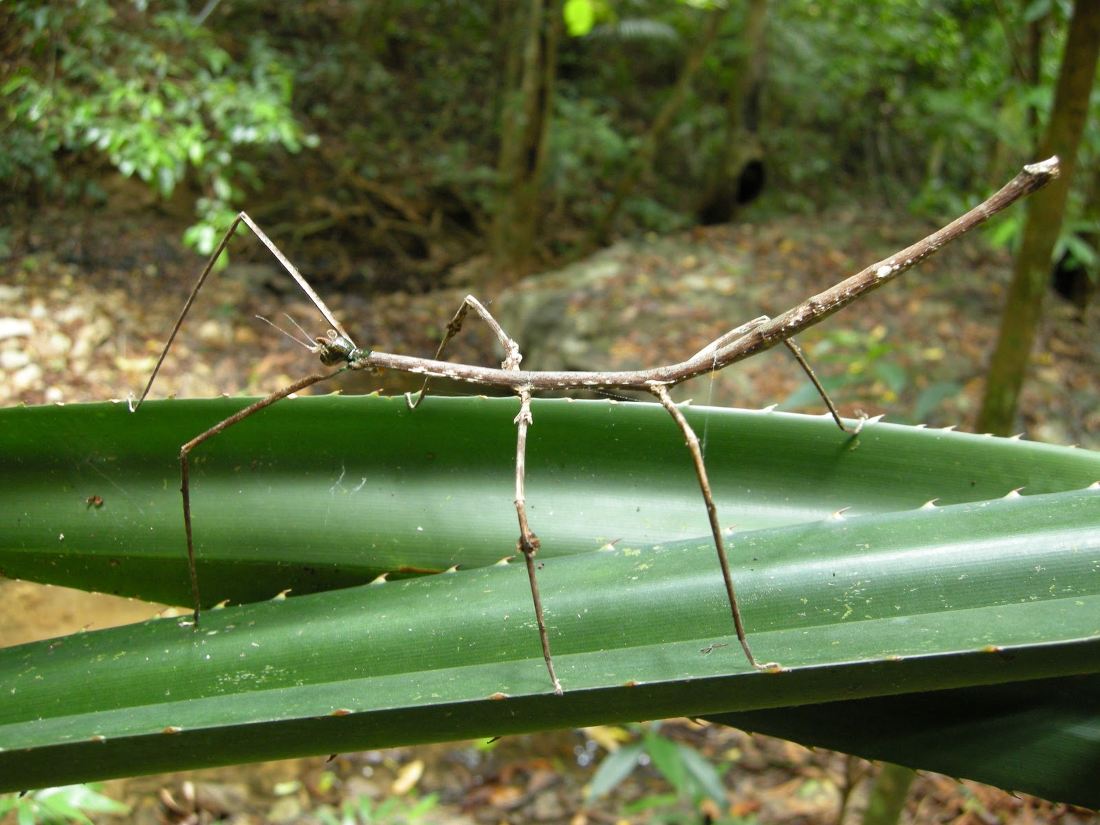 Largest Stick Bug