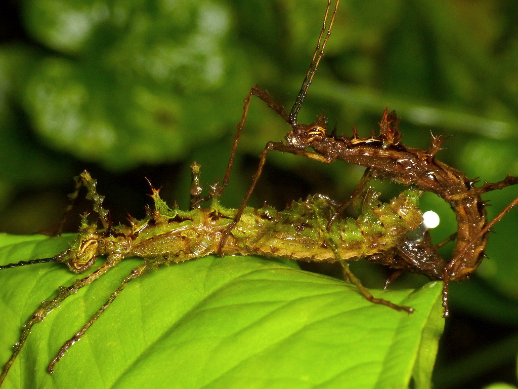 Mating Stick Insects, Parobrimus sp