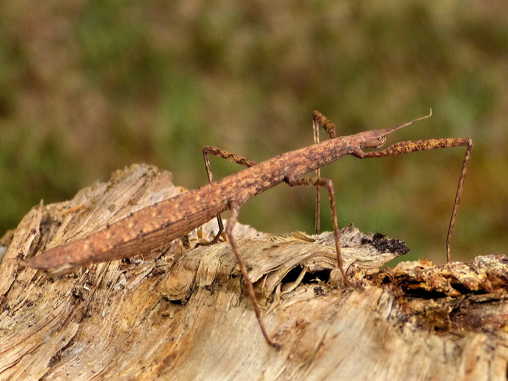 Zealand stick insect Clitarchus h