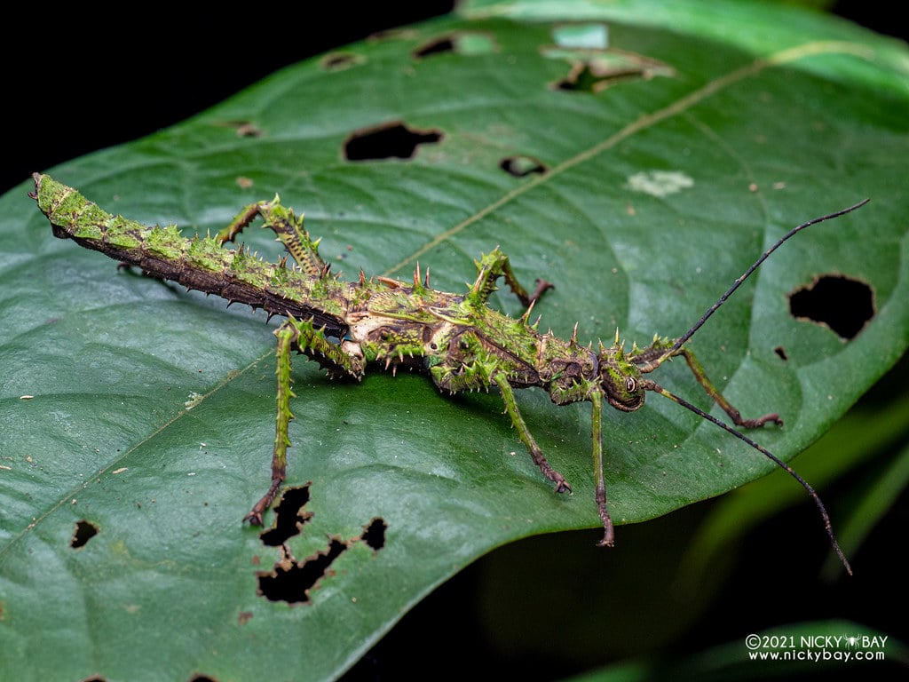 Spiny stick insect Haaniella