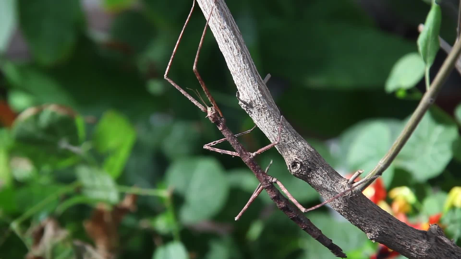 Watch Meet the Many Insects That Insist