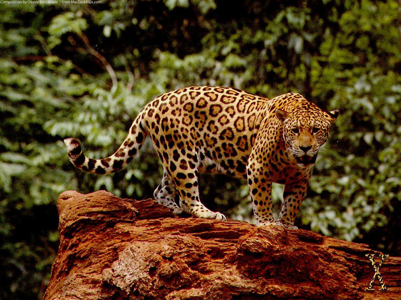 Great Jaguar Wallpaper