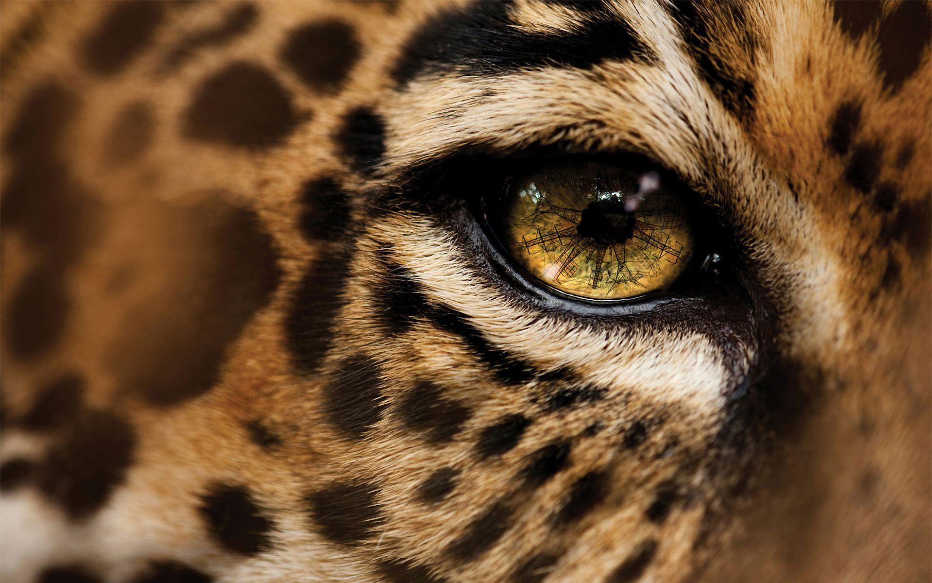 Jaguar Wallpaper Download