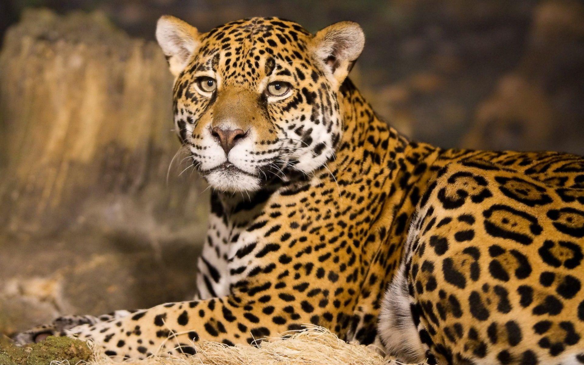 Jaguar HD Wallpaper