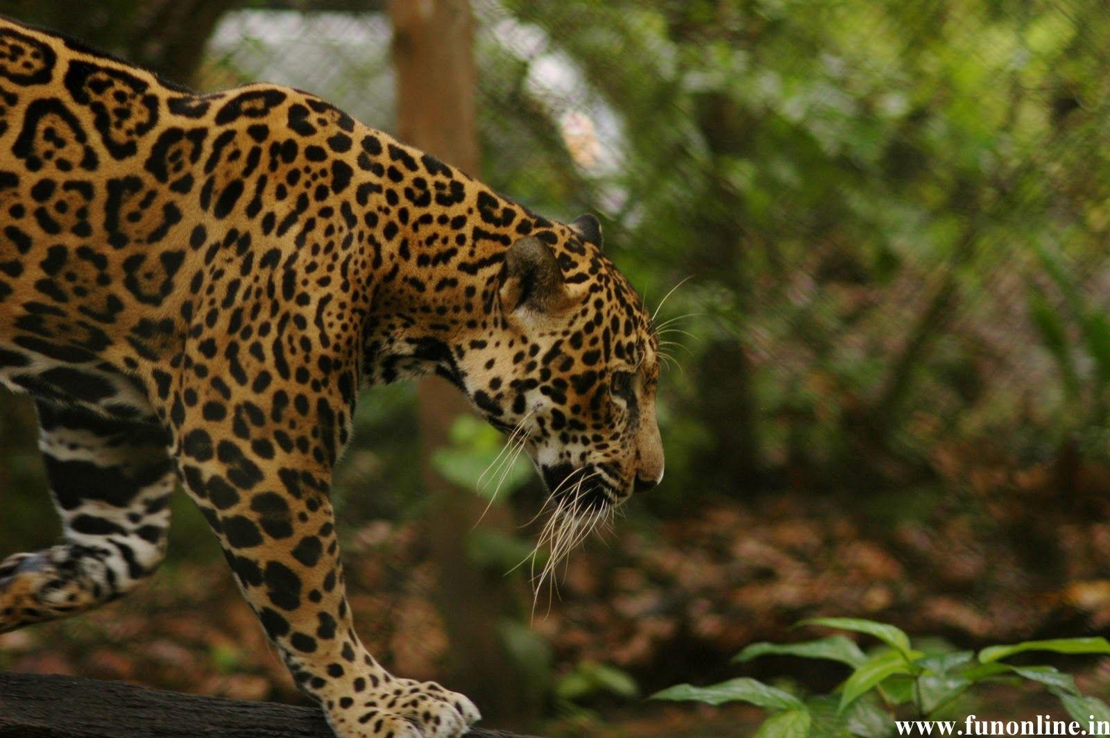 Jaguars Wallpaper