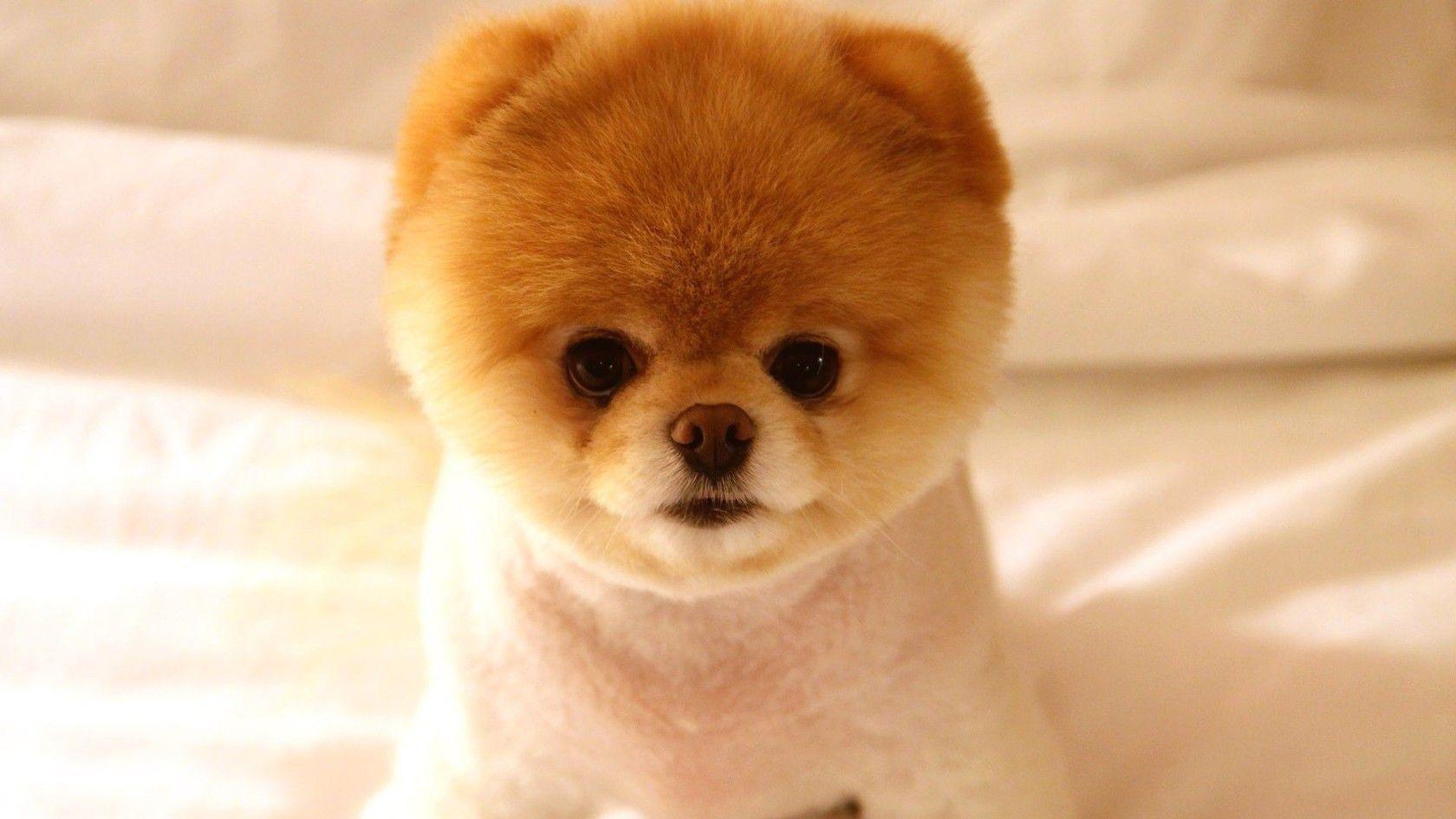 Pomeranian Puppy Wallpaper