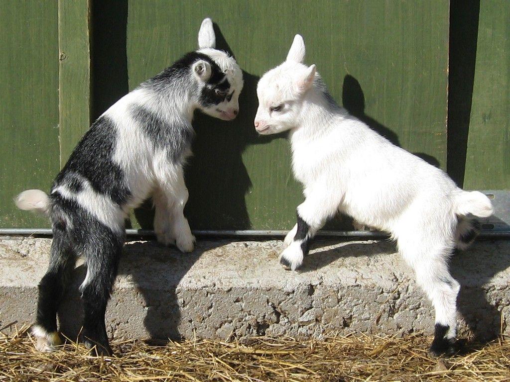 Baby Goats Wallpaper. Latest HD Wallpaper. When I grow up