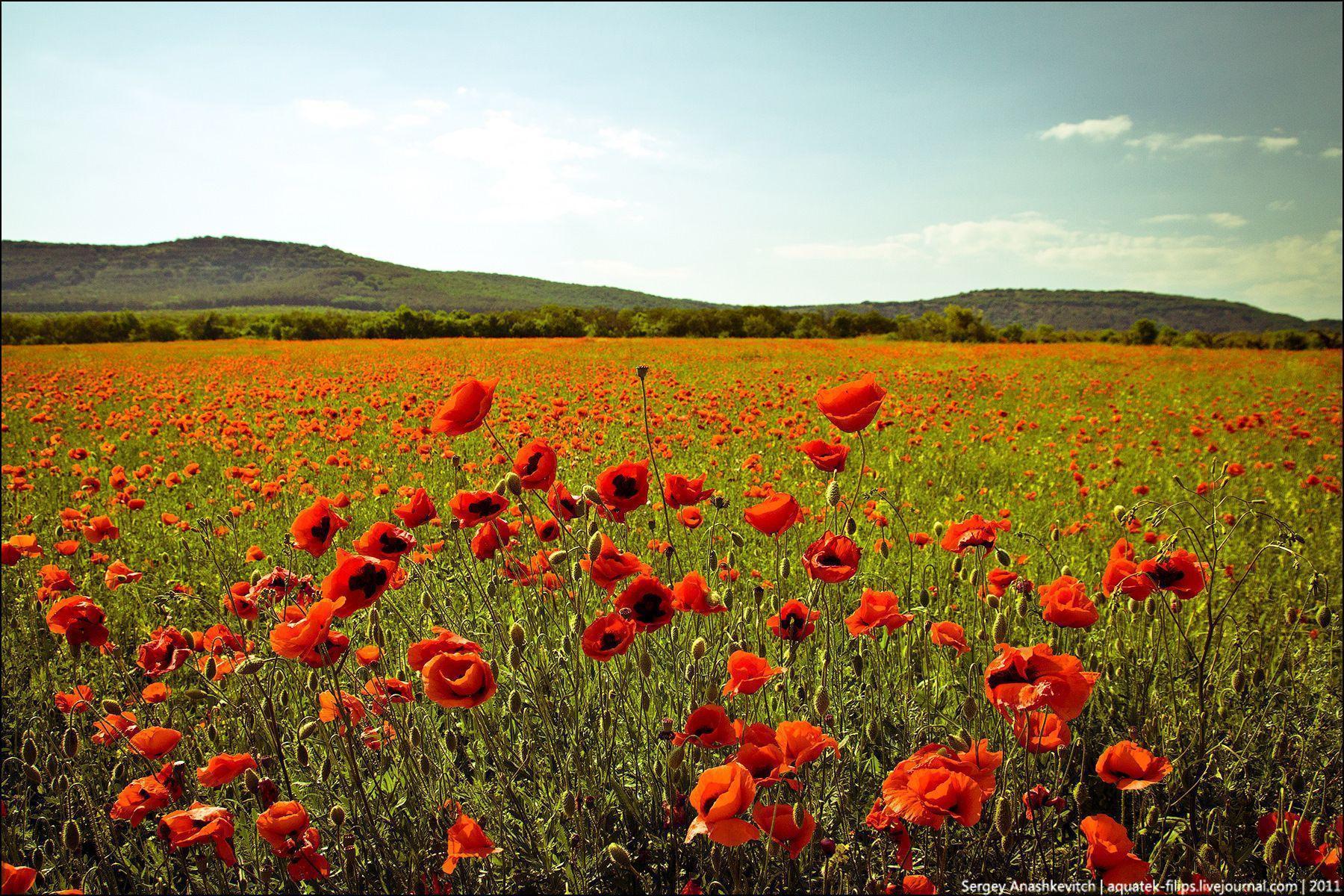 Beautiful set of wallpaper “Summer in Ukraine” · Ukraine travel blog