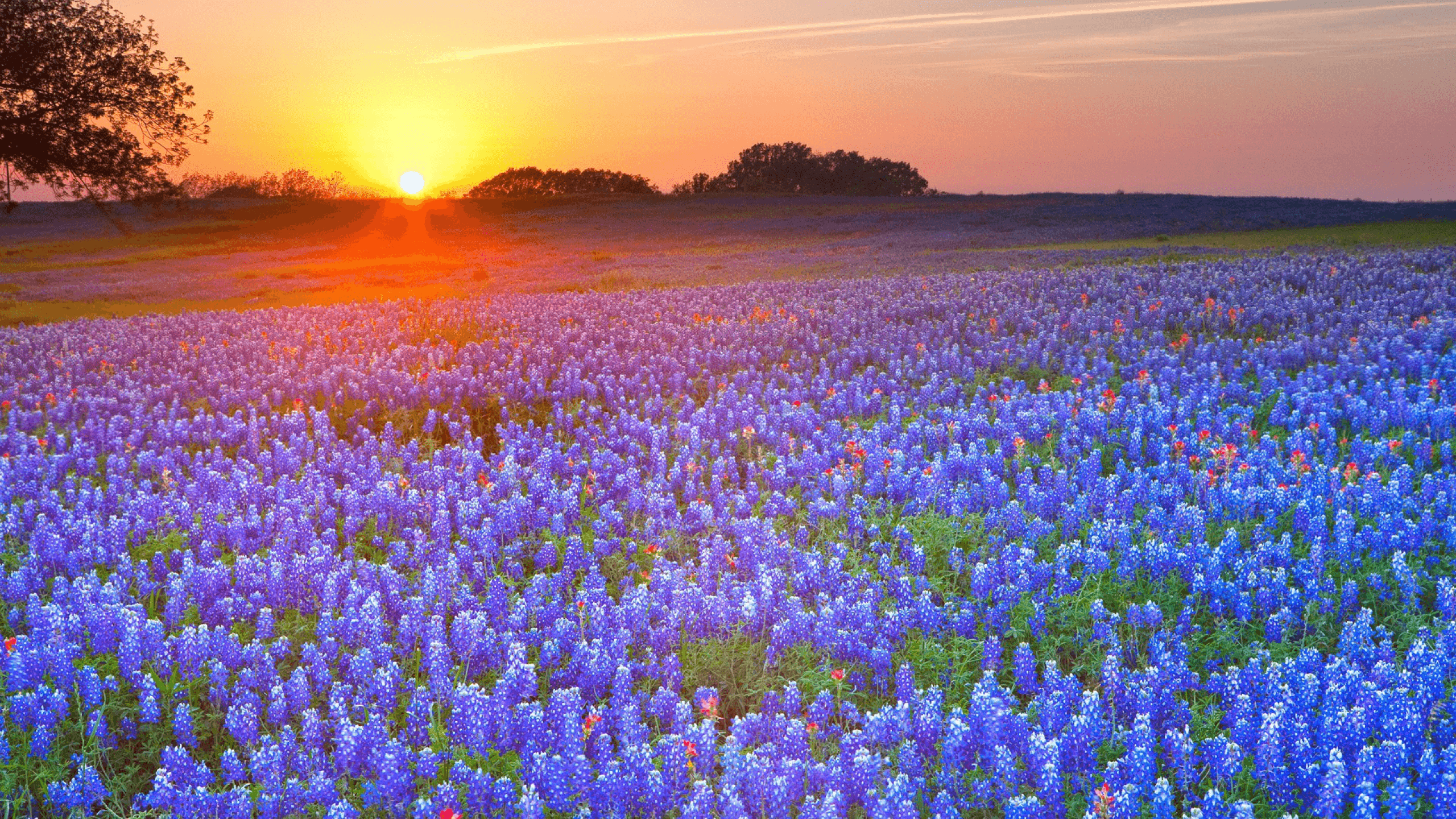 HD Texas Wallpaper, Background, image. Design Trends