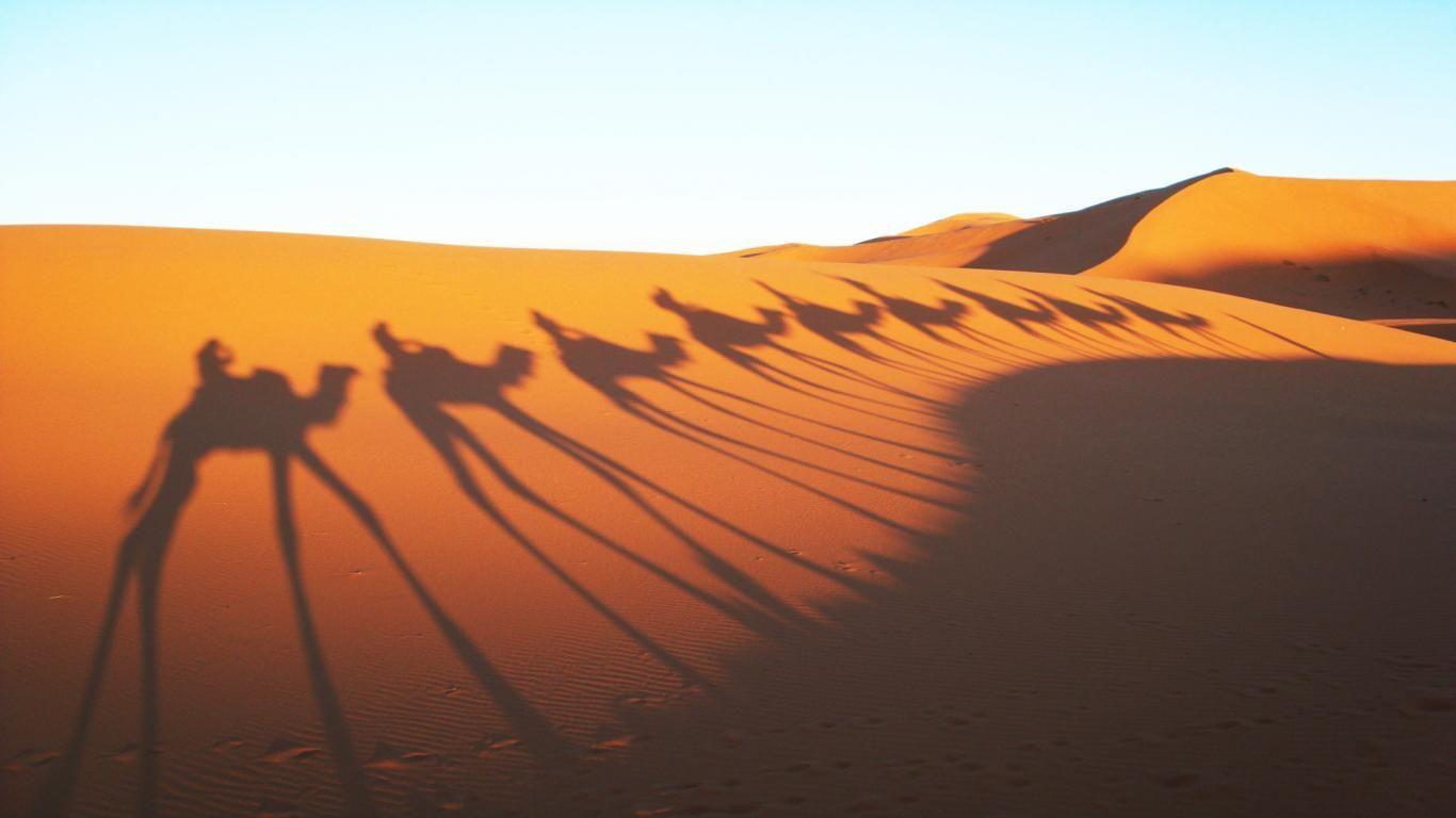 Camels Shadow in Sahara Desert Wallpaper