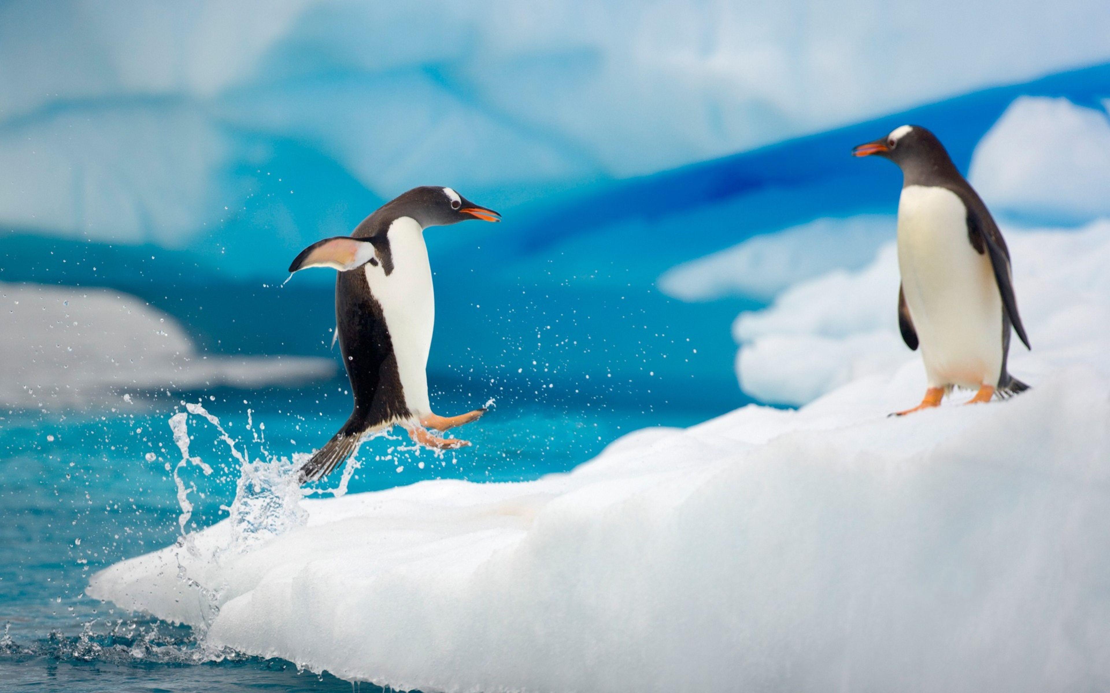 Penguin Couple Snow Ice Arctic Jump Antarctica Fun Wallpaper