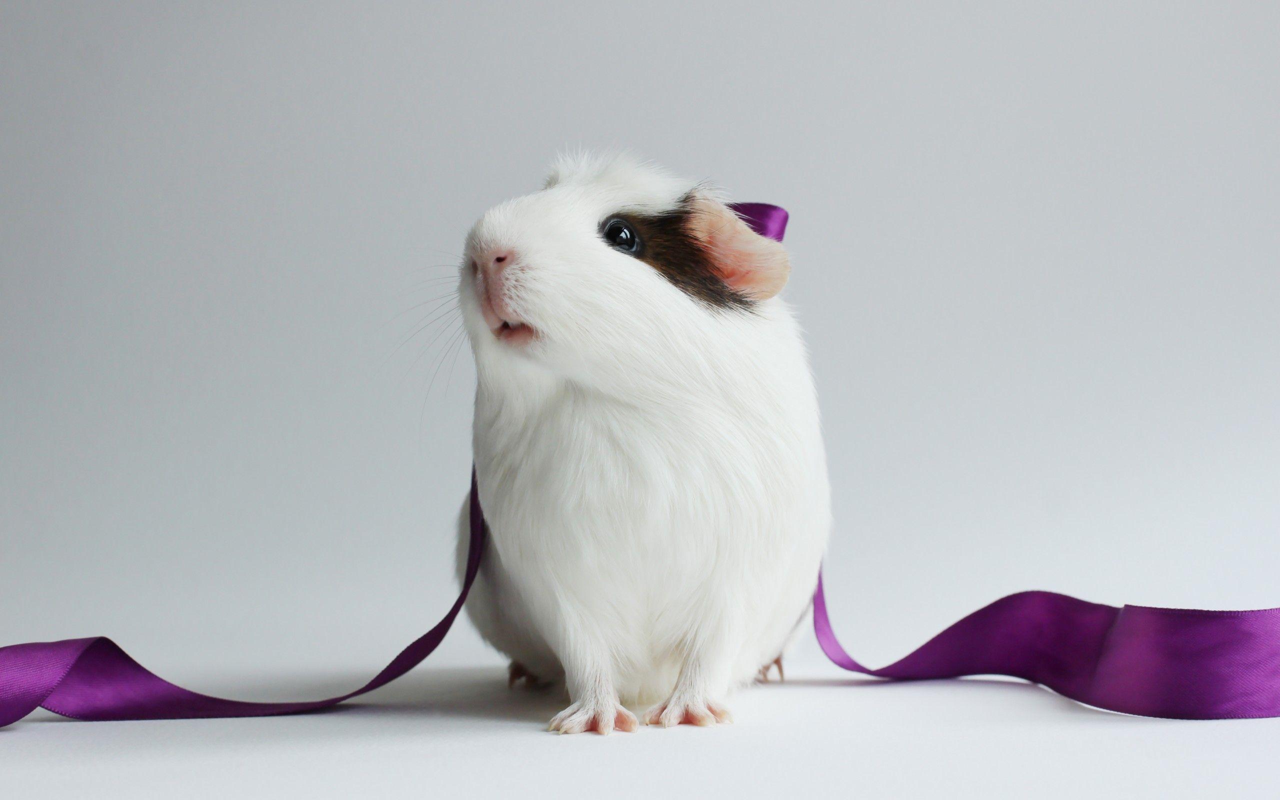 Guinea Pig HD Wallpaper