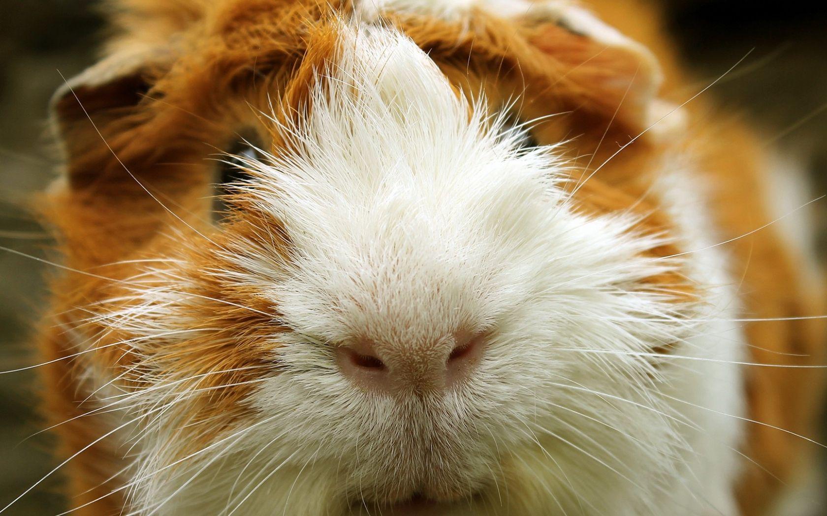 Guinea Pig Wallpaper