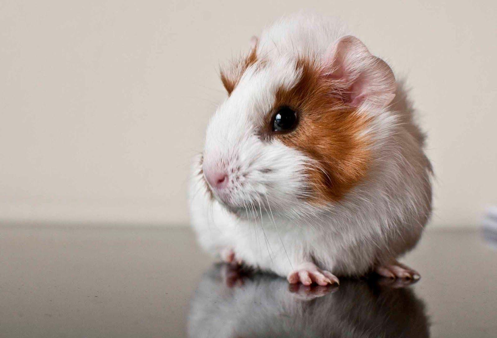 Guinea Pig HD Wallpaper Background Wallpaper 635×487 Picture Of