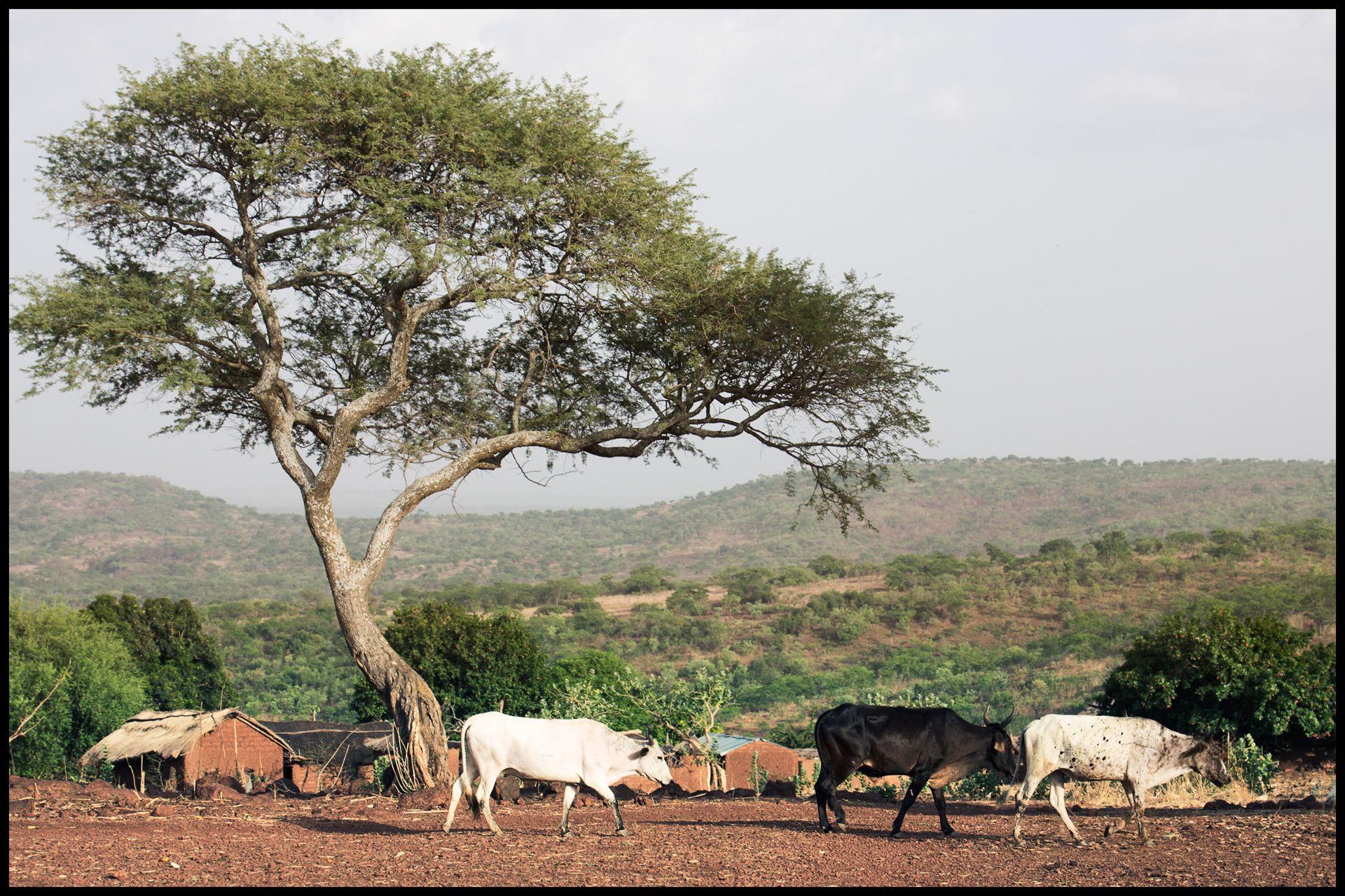 HD cows in burkina faso Wallpaper Post has been published