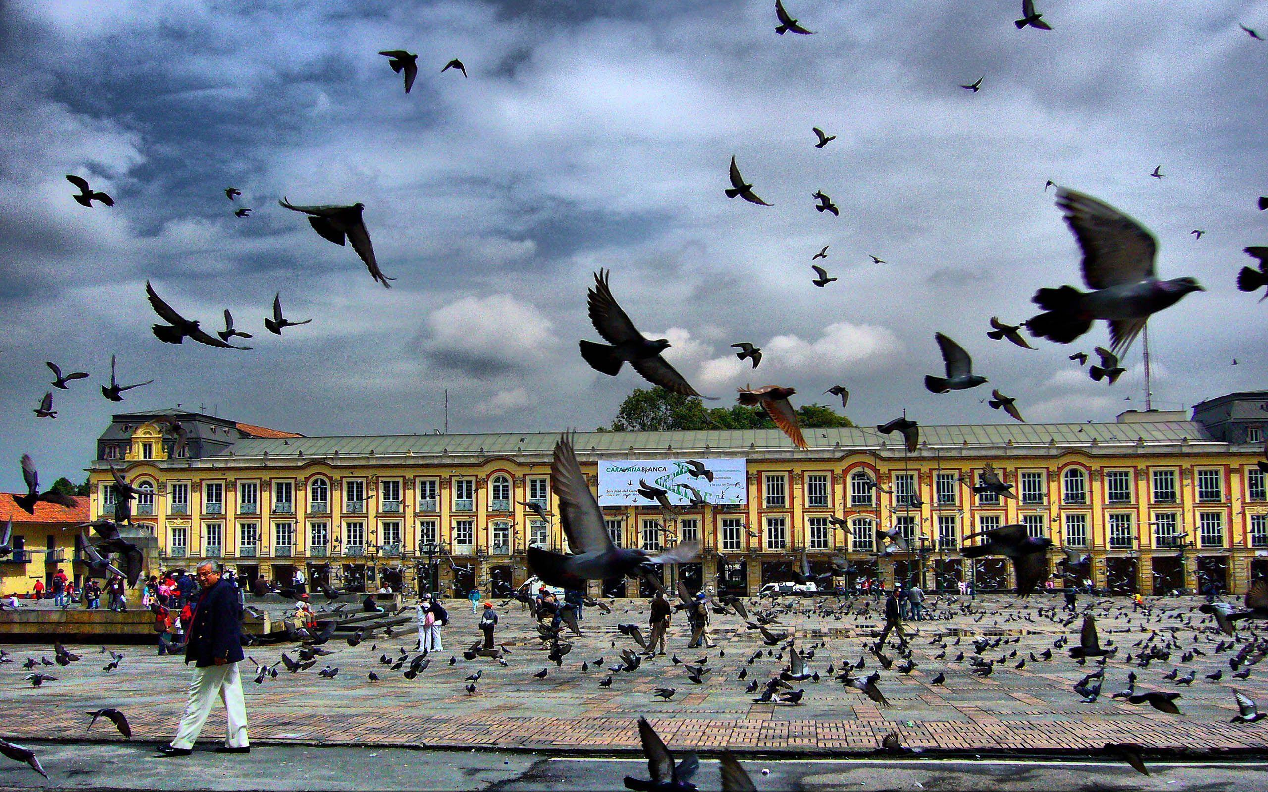 Square Pigeon Bogota Colombia Free Download from zet Wallpaper