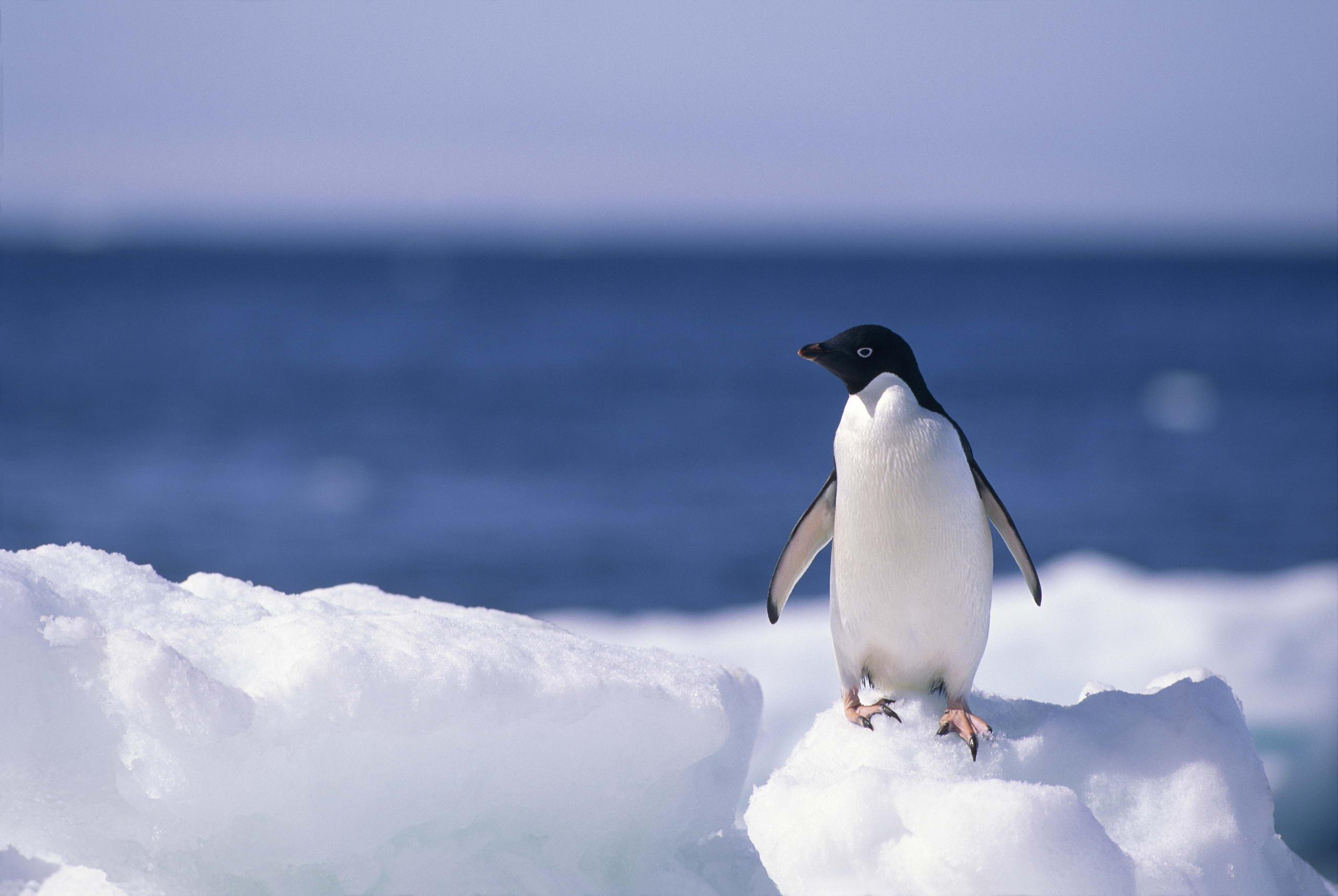 Penguin HD Wallpaper