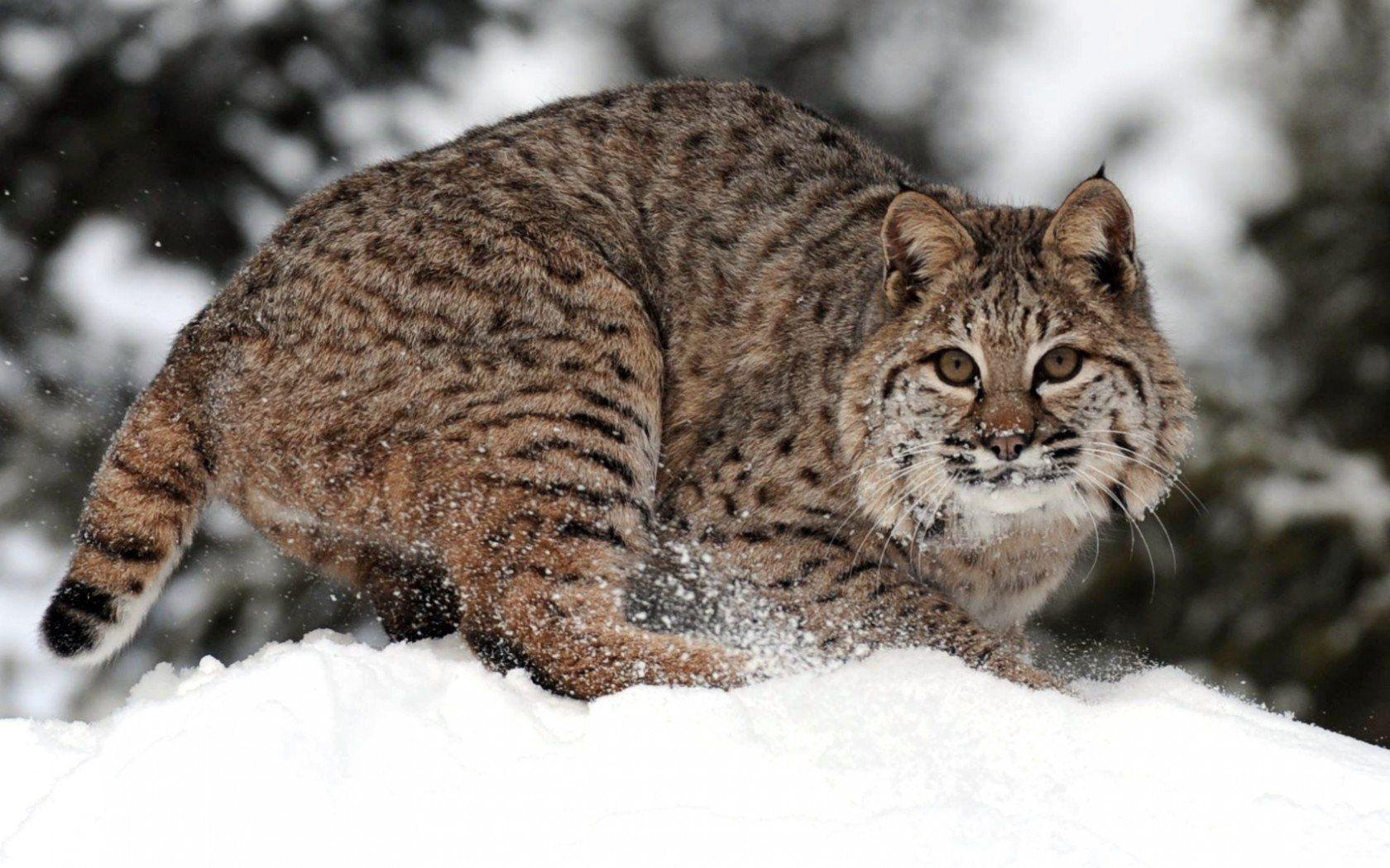 Bobcat HD Wallpaper and Background Image