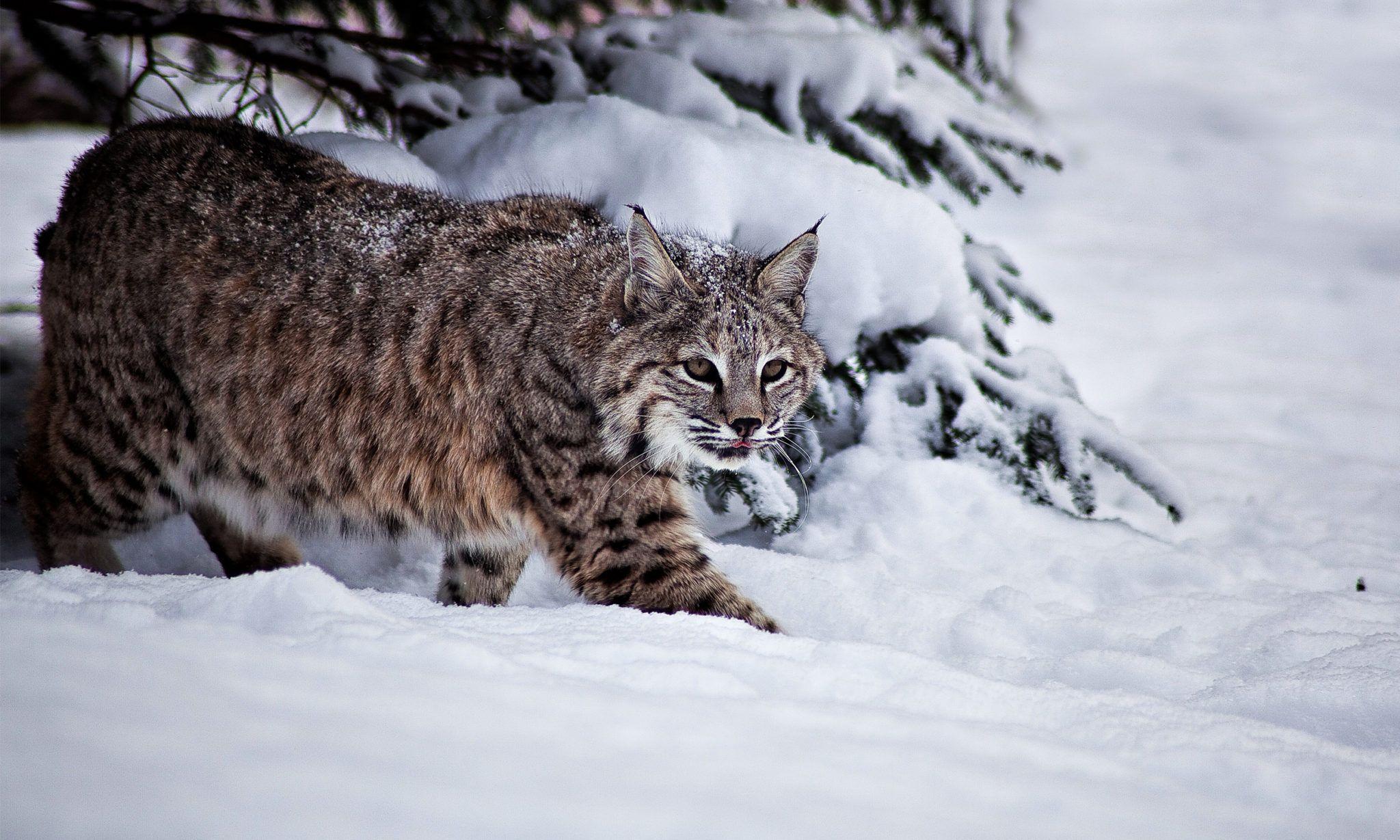 Bobcat Basic Facts and HD Wallpaper by eBuzzap.com