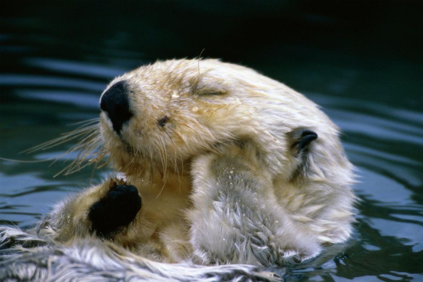 Otter Wallpaper Apps on Google Play