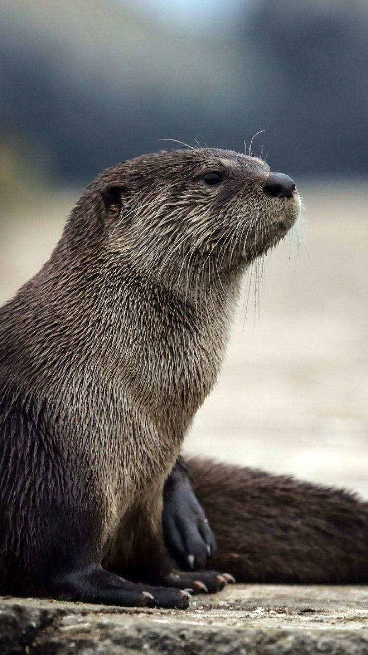 IPhone 6 Otter Wallpaper HD, Desktop Background 750x Image