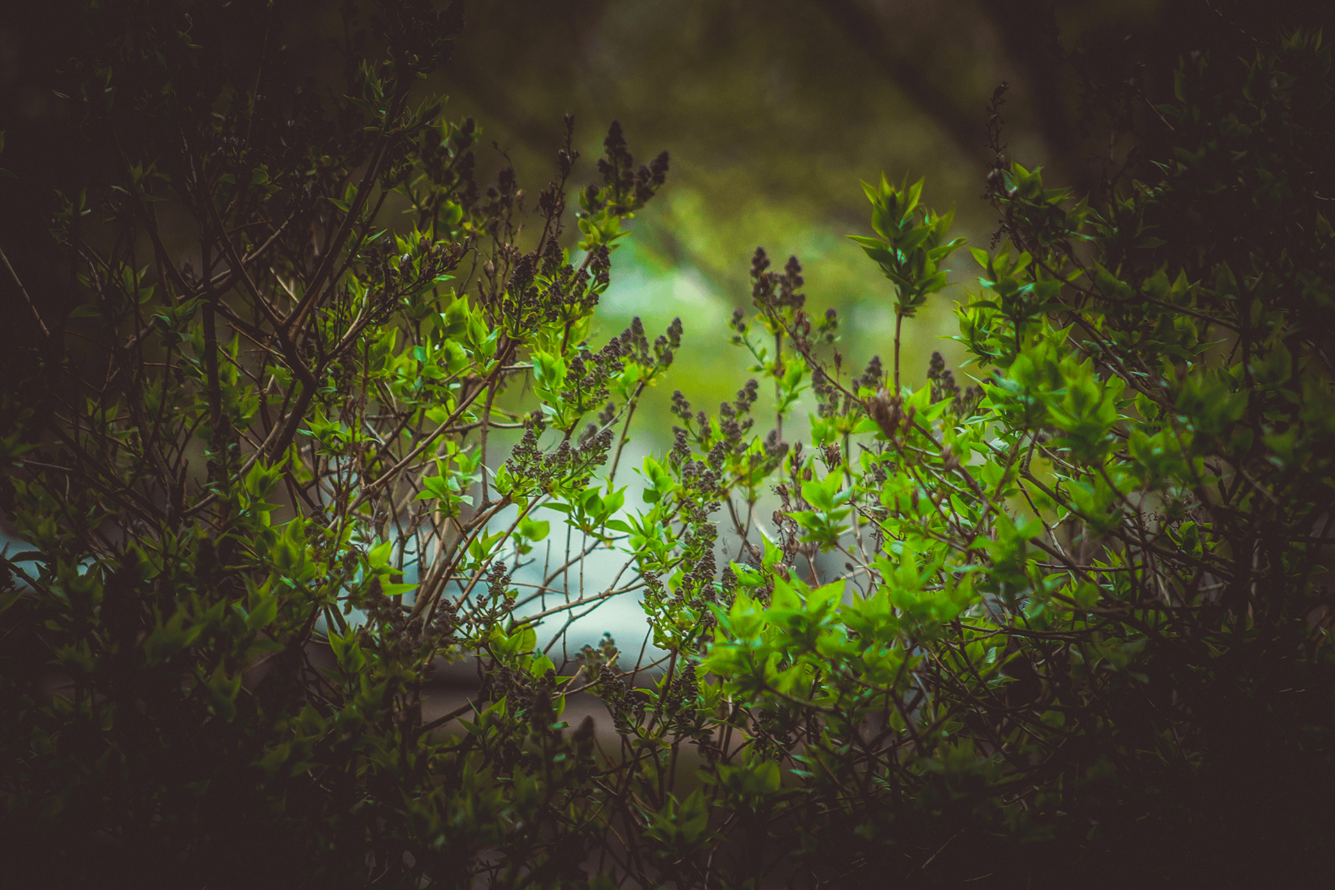 Riga, Latvia, Floral, Leaves, Spring, Green, Canon, Nature