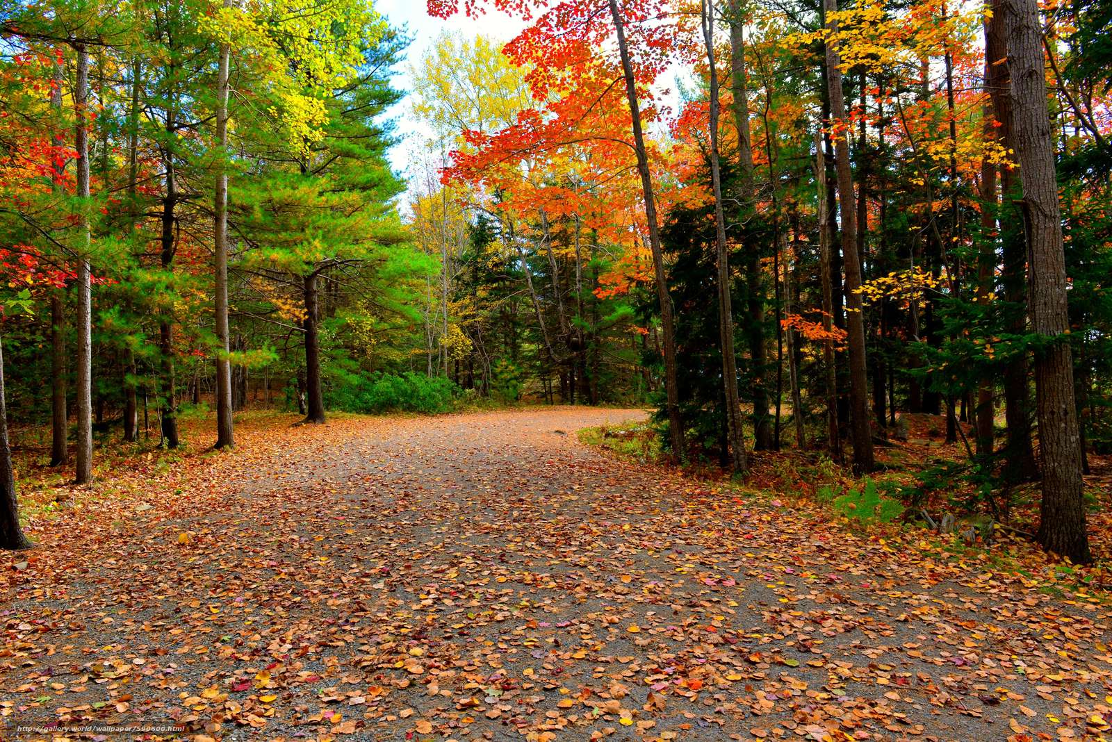 Download wallpaper Acadia National Park, autumn, road, trees free