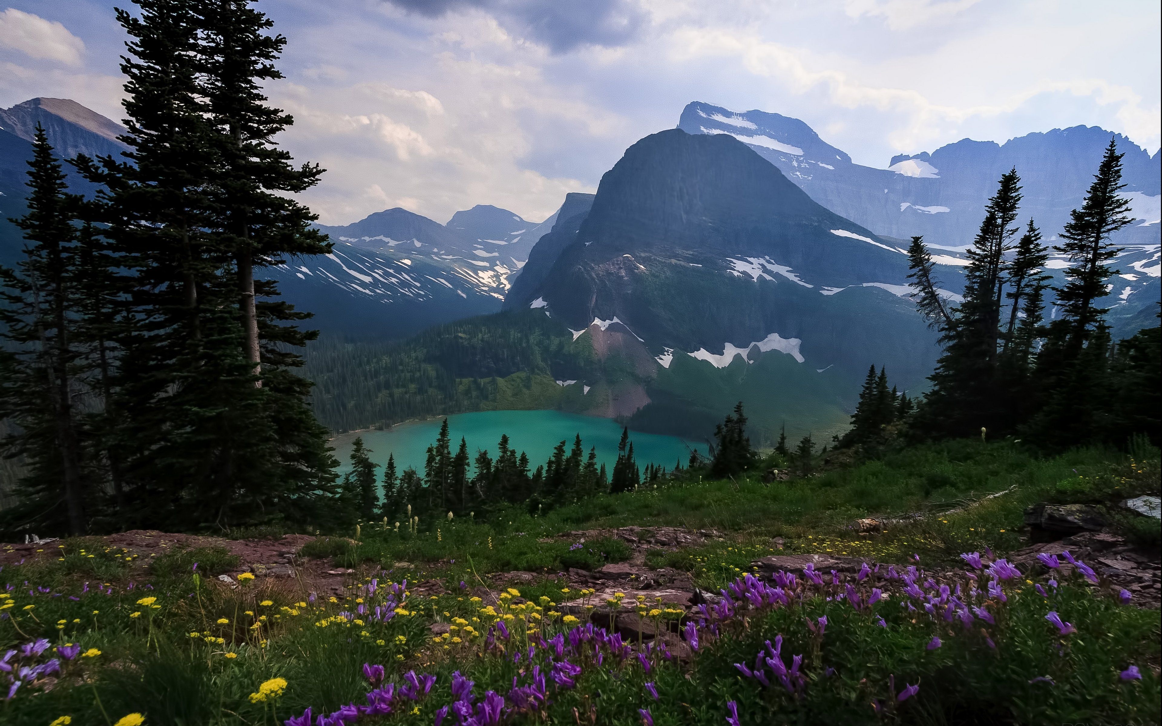 Glacier National Park Flowers Wallpaper