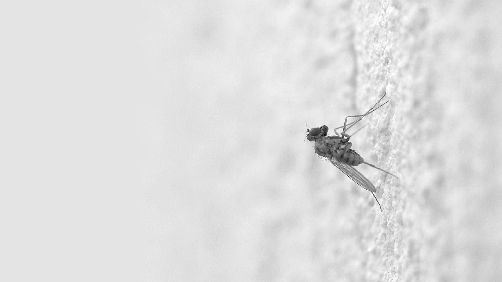 Download Wallpaper 1920x1080 Mosquito, Insect, Surface, Creep