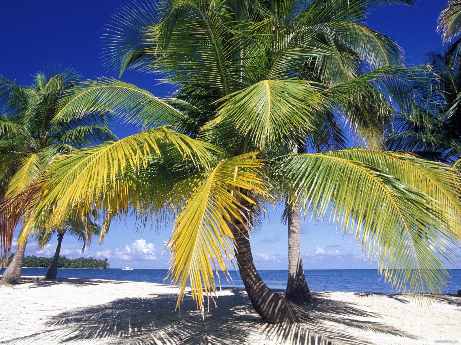 Palm trees in Belize, coast, nature, palm trees, tropics 1600x1200