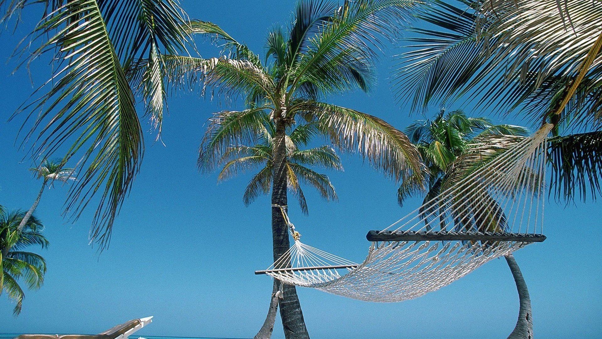 Nature beach hammock palm trees belize wallpaper