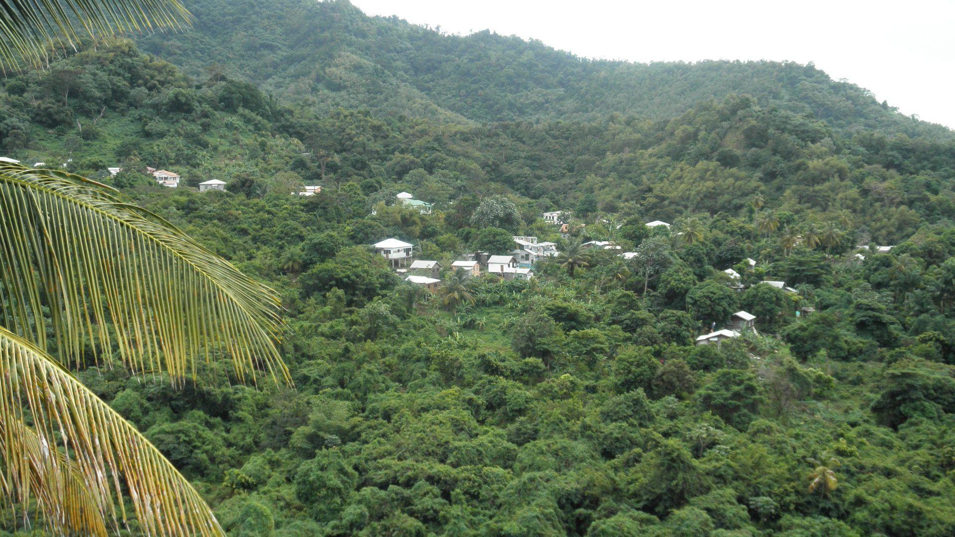 Forest: St Lucia Village Photography Forests Green Trees Vacation