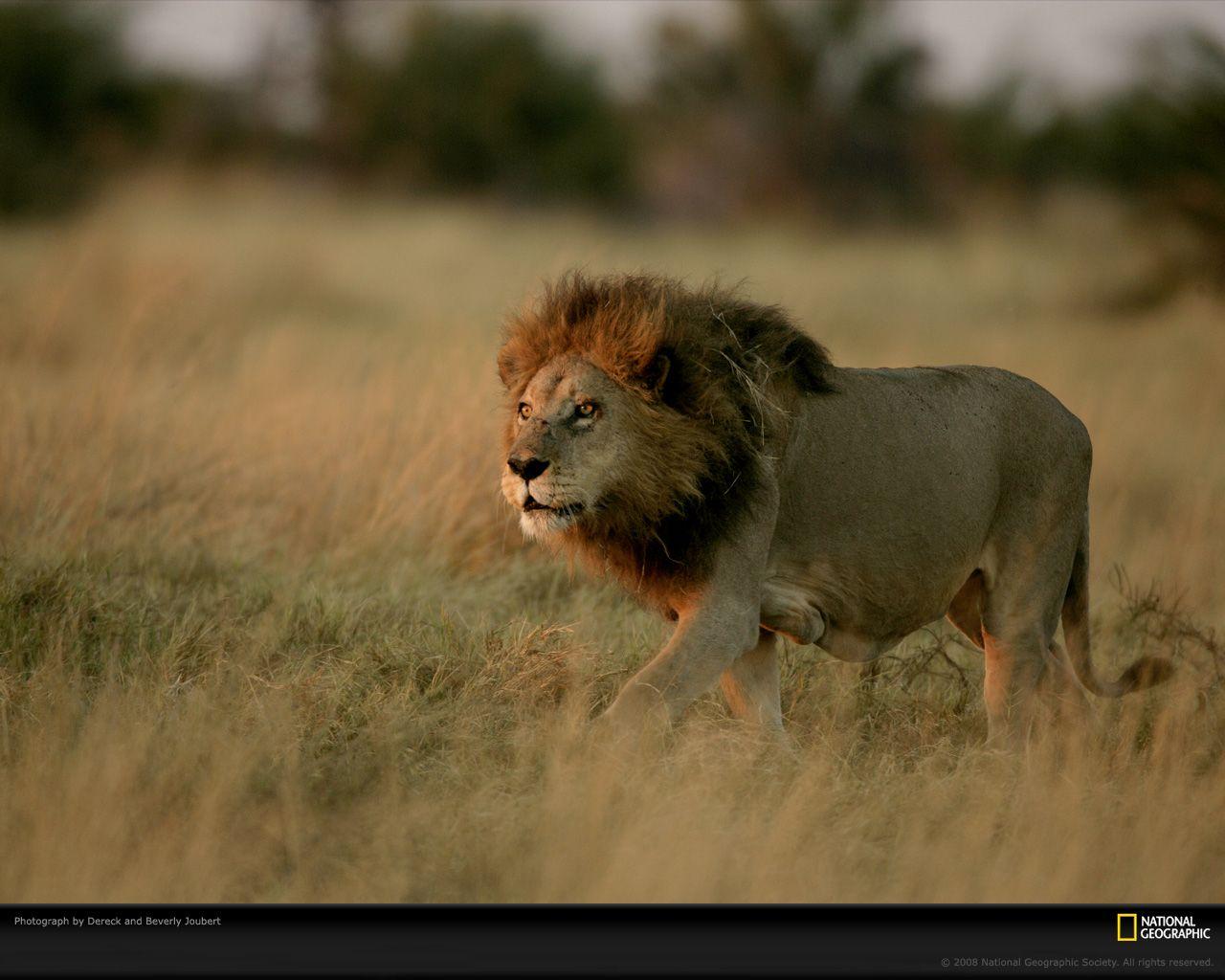 Lion in Grass Photo, Lion Wallpaper, Download, Photo - National